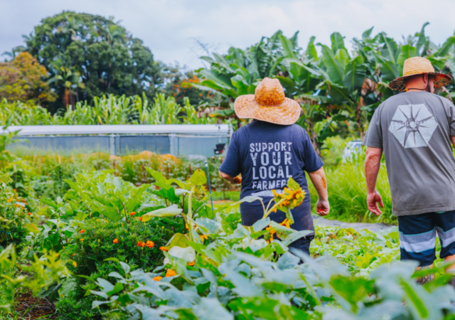 Veteran farmers find healing through agriculture at Hoʻōla Farms in Hawaiʻi