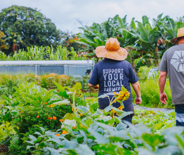 Veteran farmers find healing through agriculture at Hoʻōla Farms in Hawaiʻi