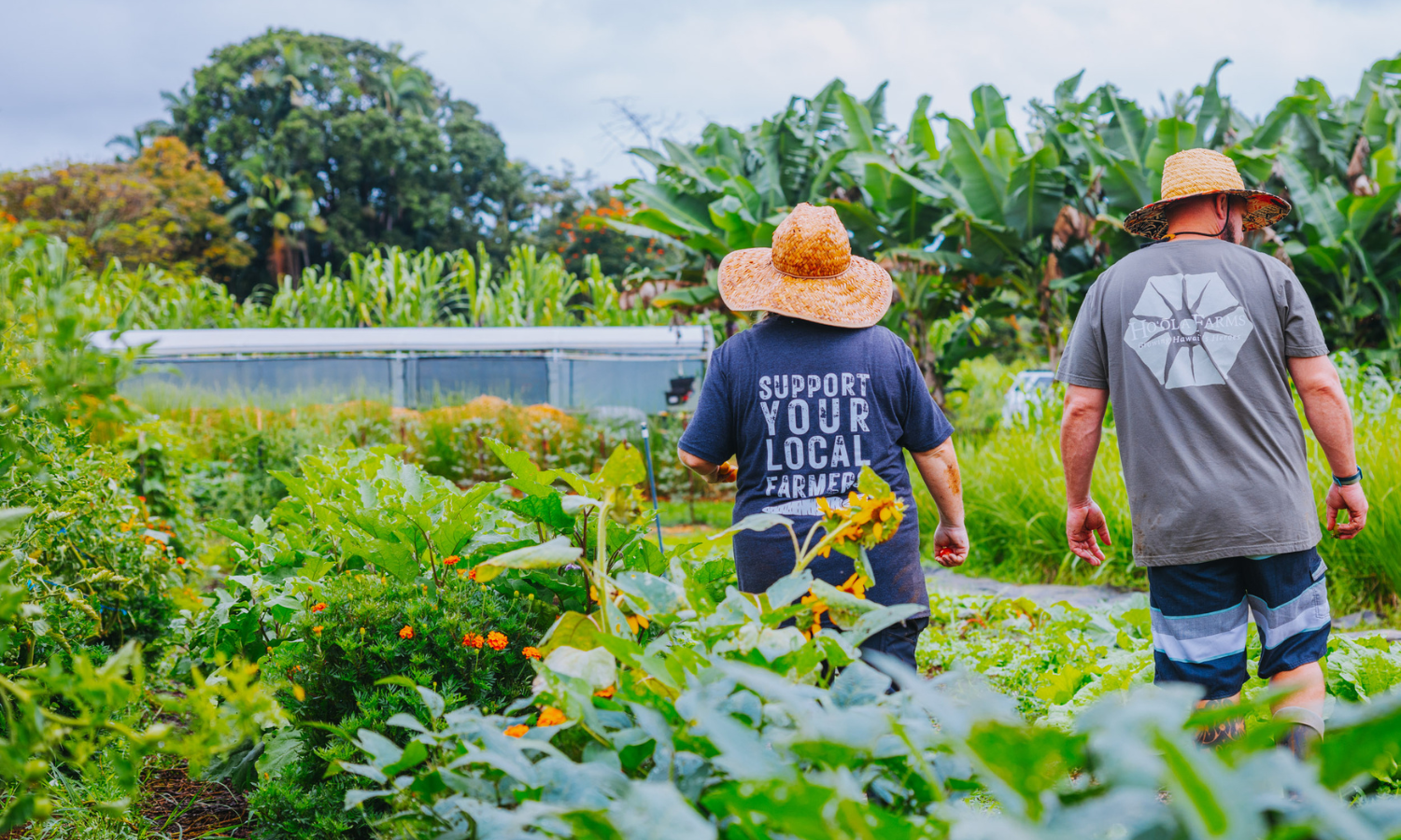 Veteran farmers find healing through agriculture at Hoʻōla Farms in Hawaiʻi