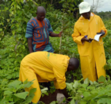 Farmers in Africa grow organic food with UfarmX technology.