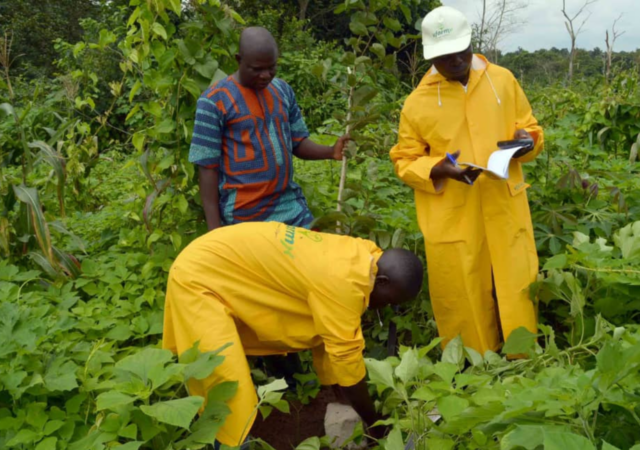 Farmers in Africa grow organic food with UfarmX technology.