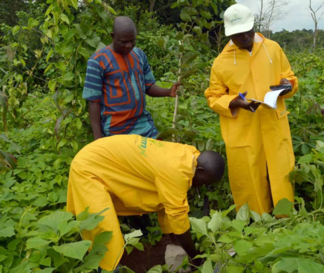 Farmers in Africa grow organic food with UfarmX technology.