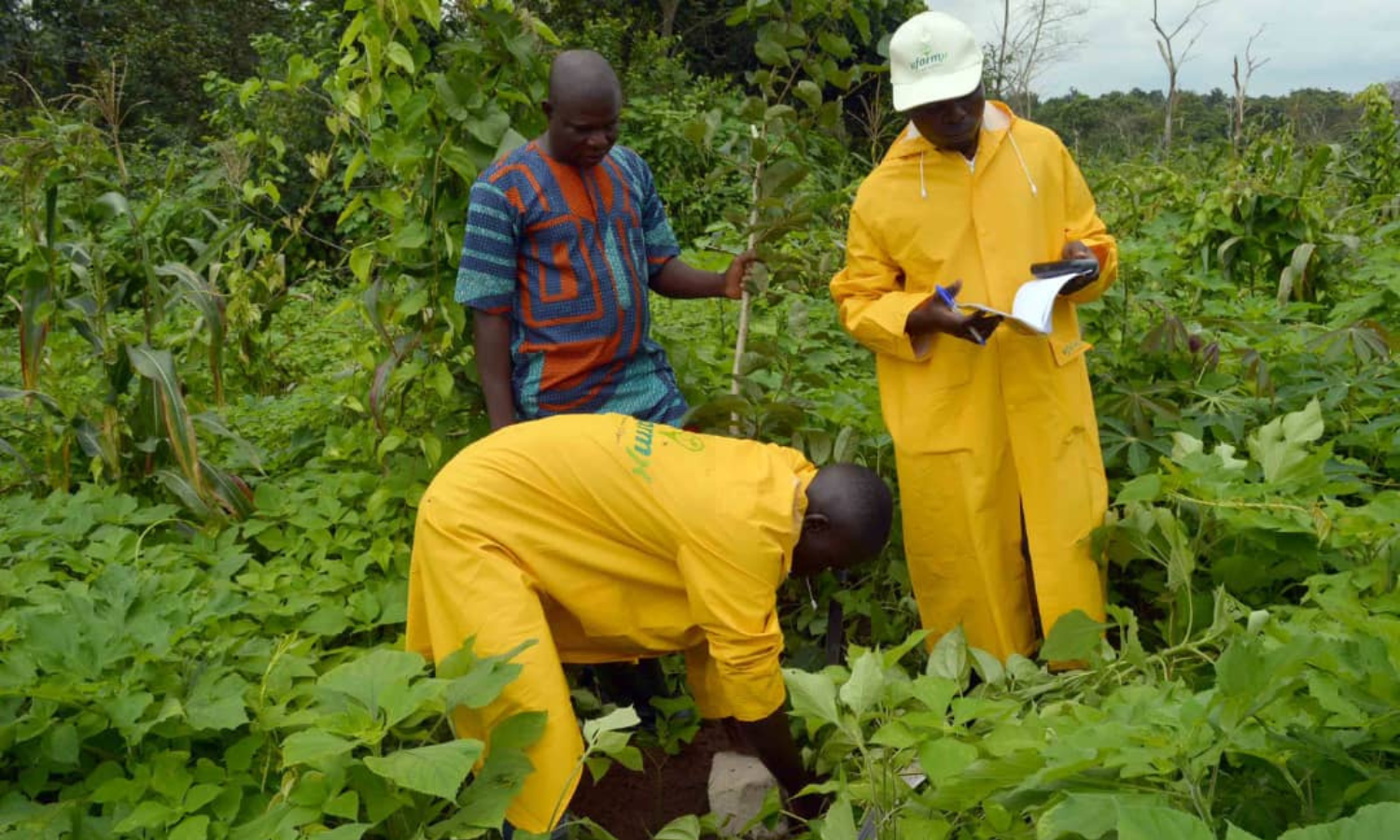 Farmers in Africa grow organic food with UfarmX technology.