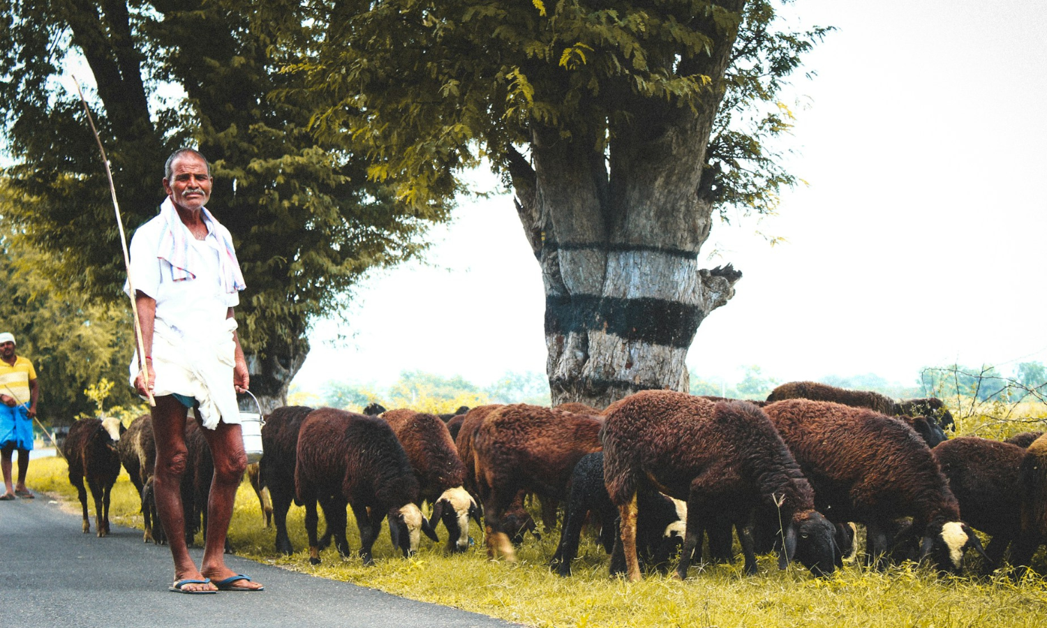 A shepherd leads his flock of sheep along a rural road as they graze on the roadside grass.