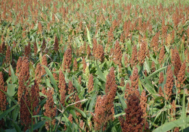 Field of sorghum