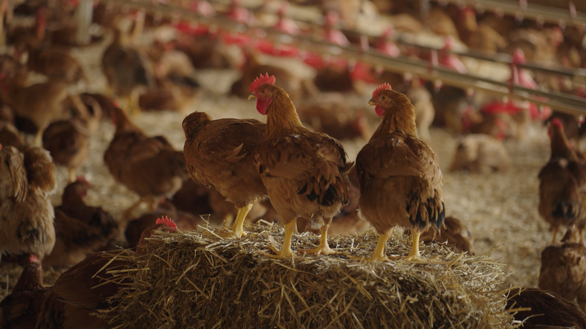 Chickens on a humane farm.