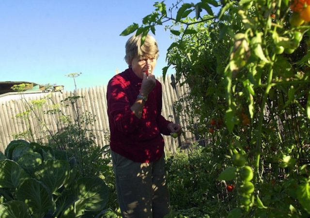 Joan Gussow eats a tomato in her garden