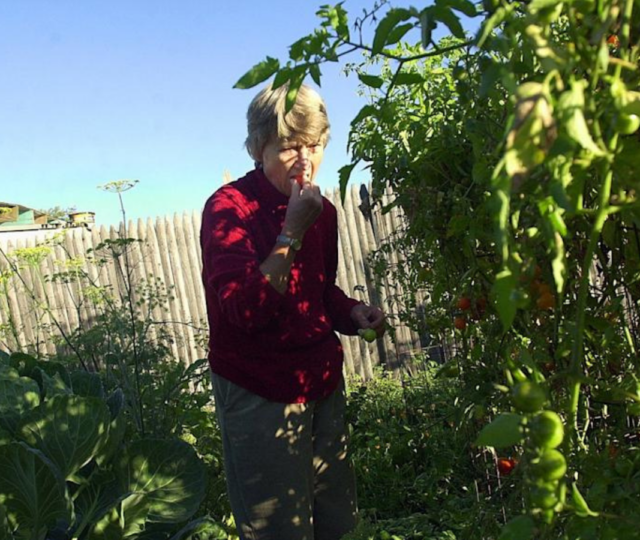 Joan Gussow eats a tomato in her garden