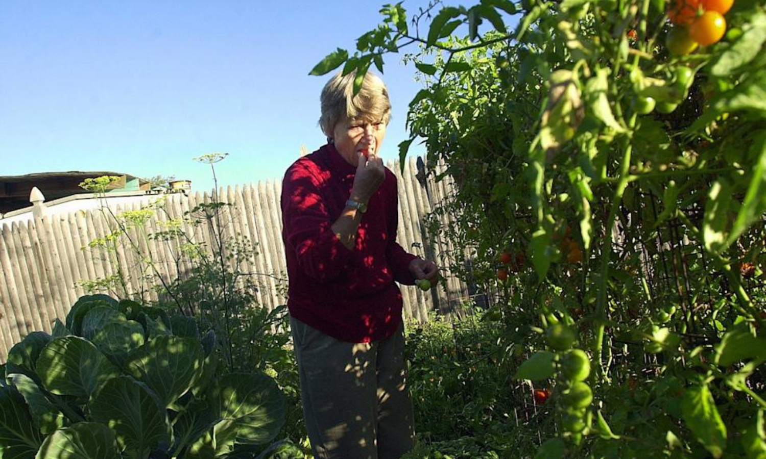 Joan Gussow eats a tomato in her garden