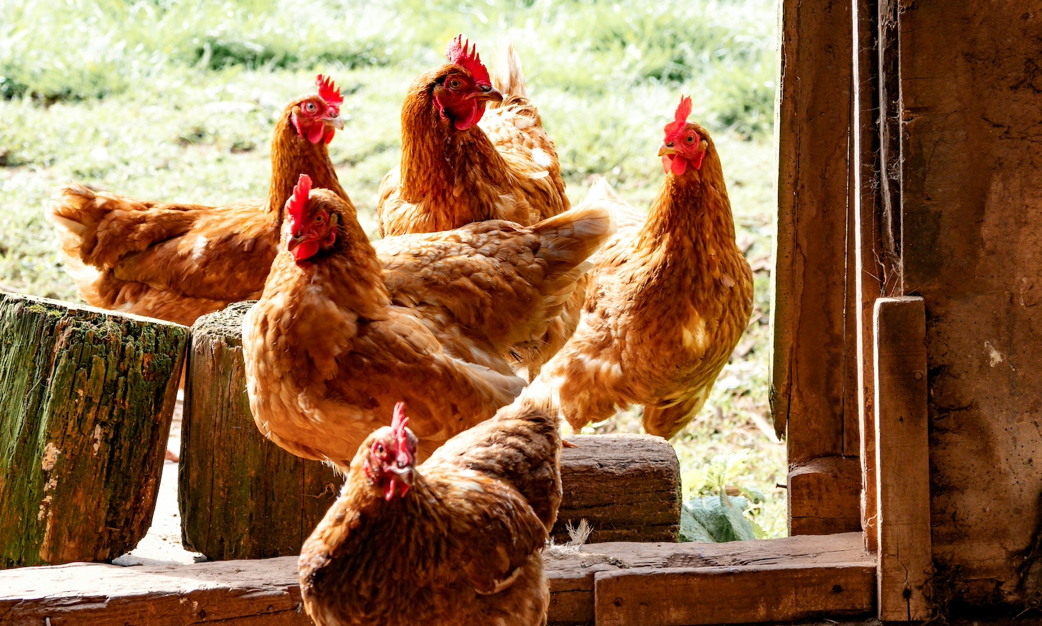 We’re Dropping the Ball on Avian Flu Preparedness—Dangerously