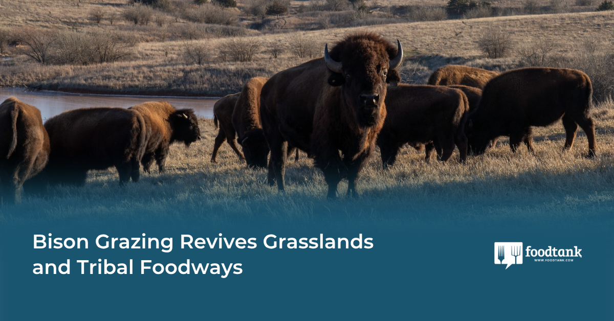 Bison Grazing Revives Grasslands and Tribal Foodways