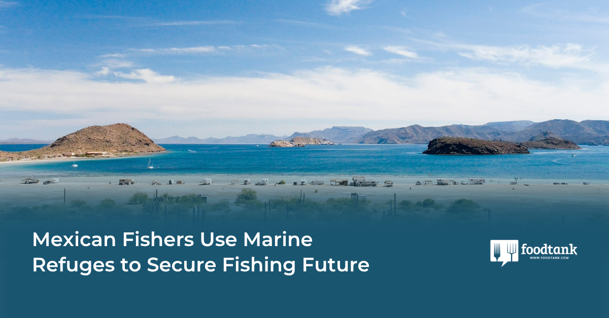 Mexican Fishers Use Marine Refuges to Secure Fishing Future