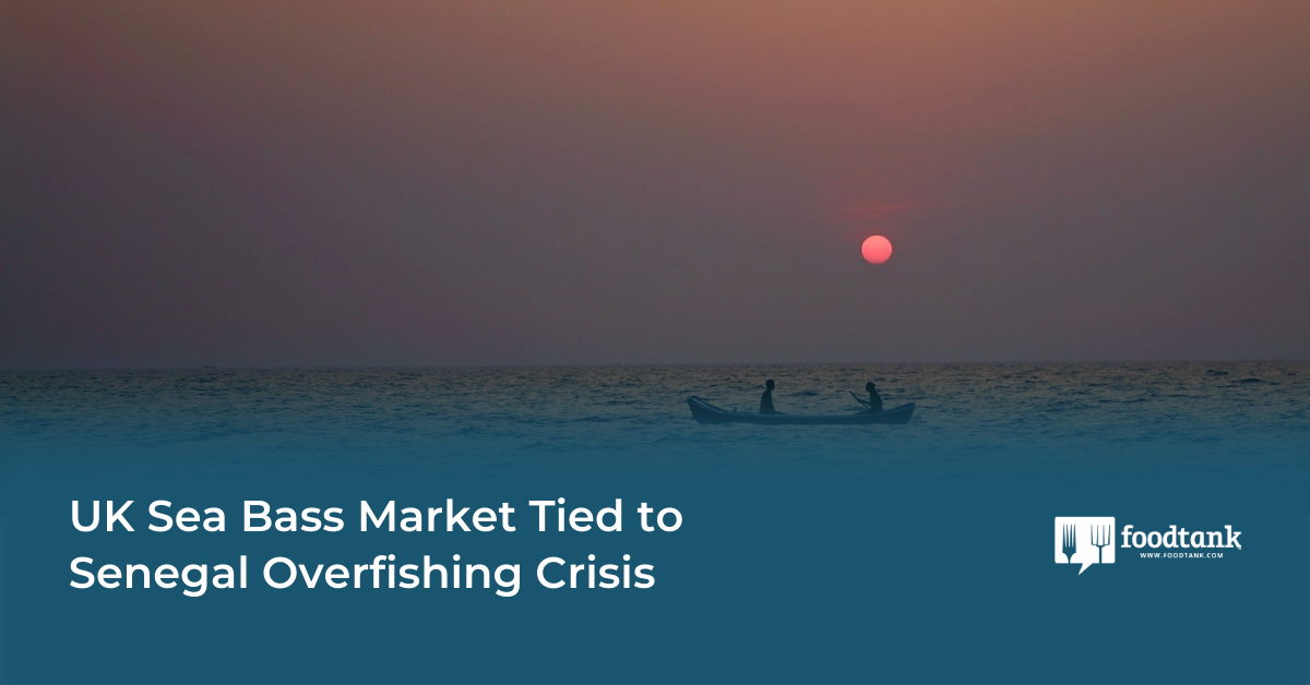 UK Sea Bass Market Tied to Senegal Overfishing Crisis