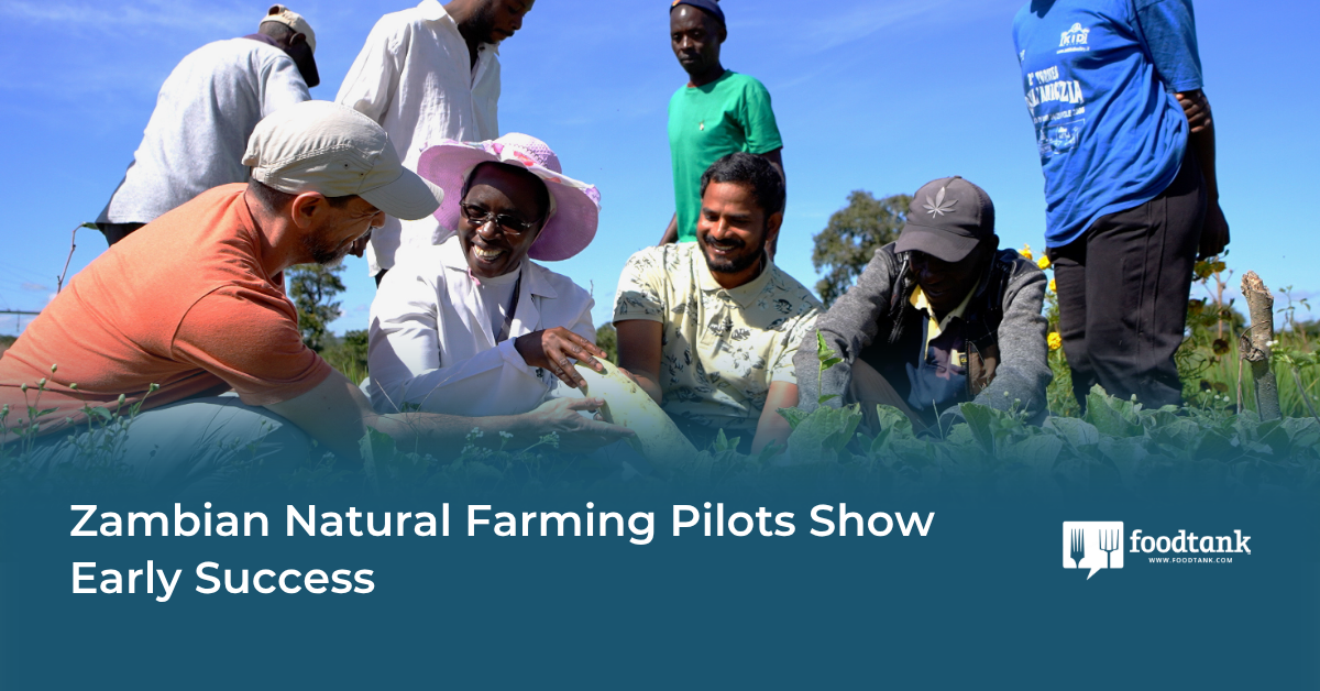 Zambian Natural Farming Pilots Show Early Success