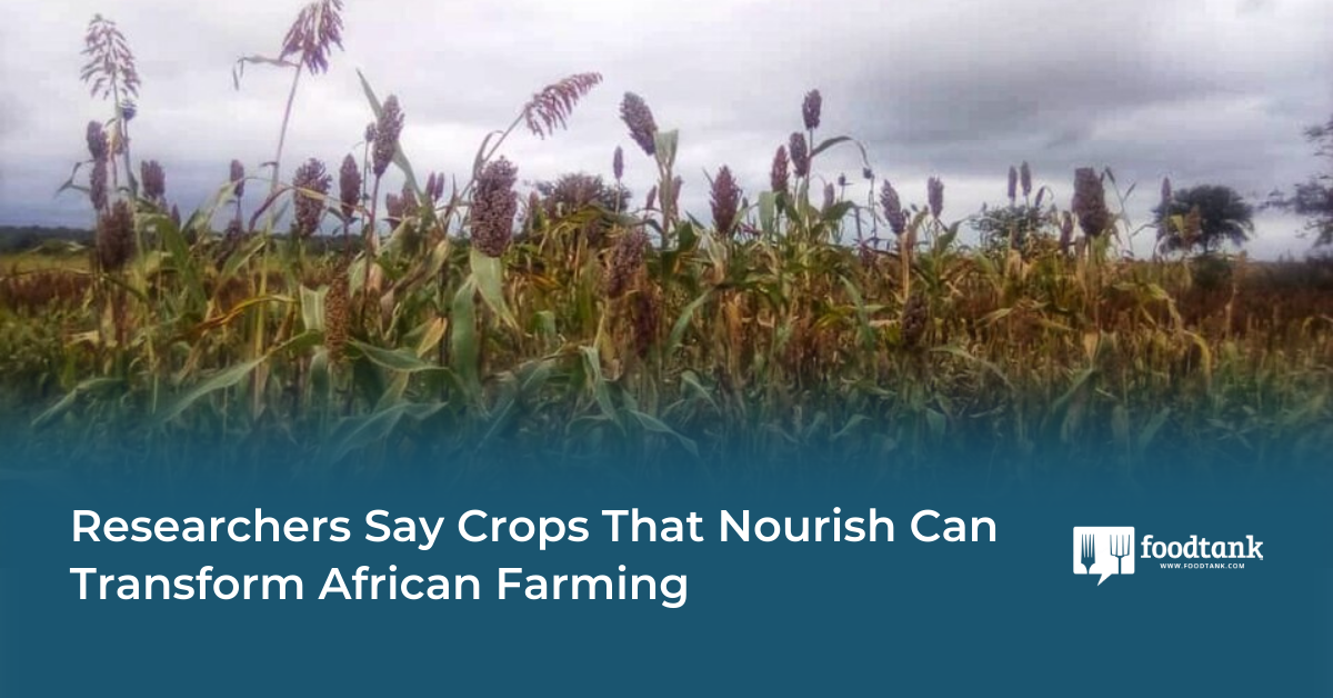 Researchers Say Crops That Nourish Can Transform African Farming