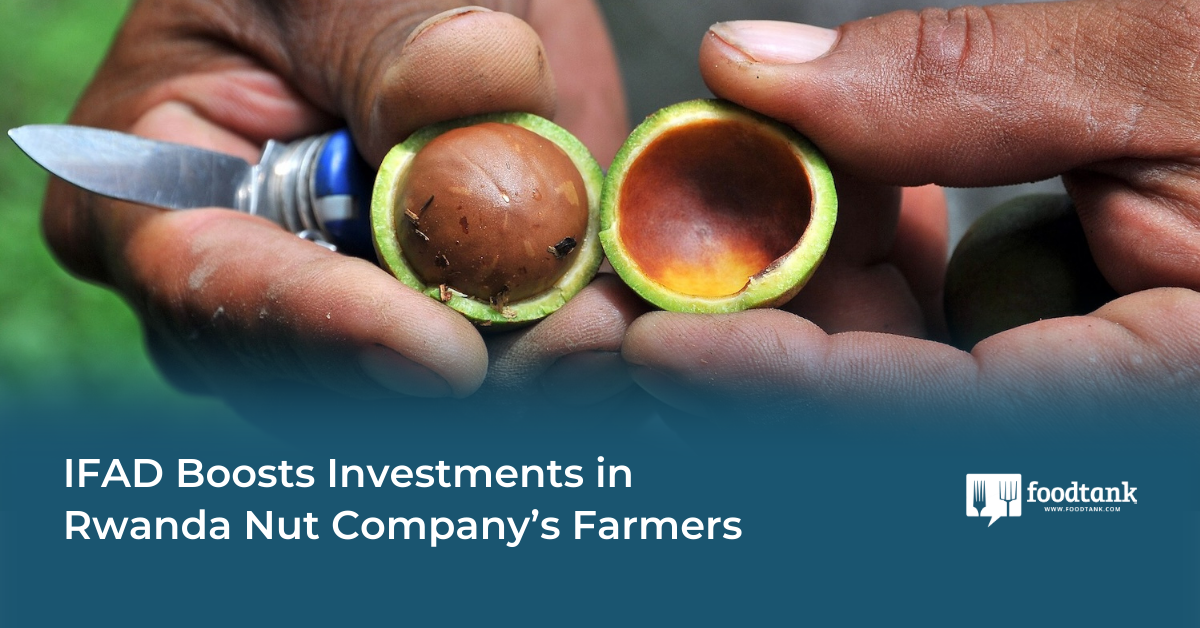 IFAD Boosts Investments in Rwanda Nut Company’s Farmers