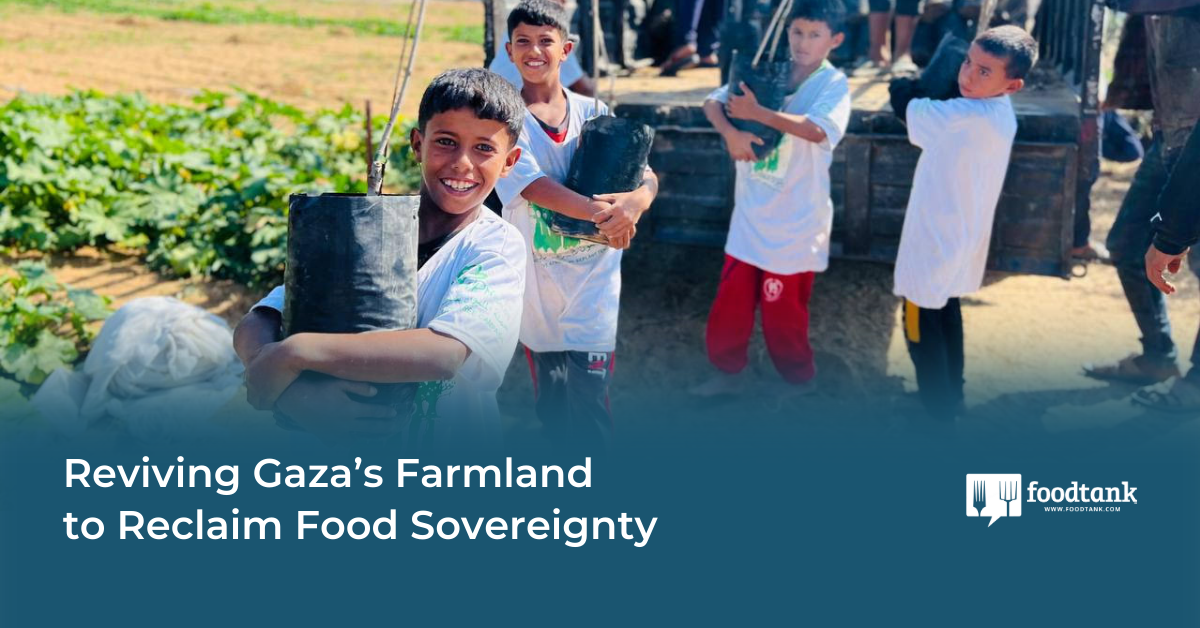 Reviving Gaza’s Farmland to Reclaim Food Sovereignty