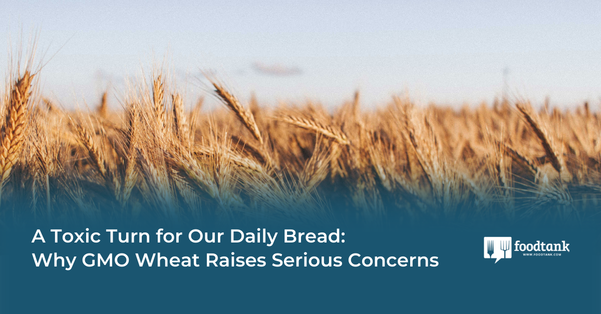 GMO Wheat: A Toxic Turn for Daily Bread? Concerns Mount