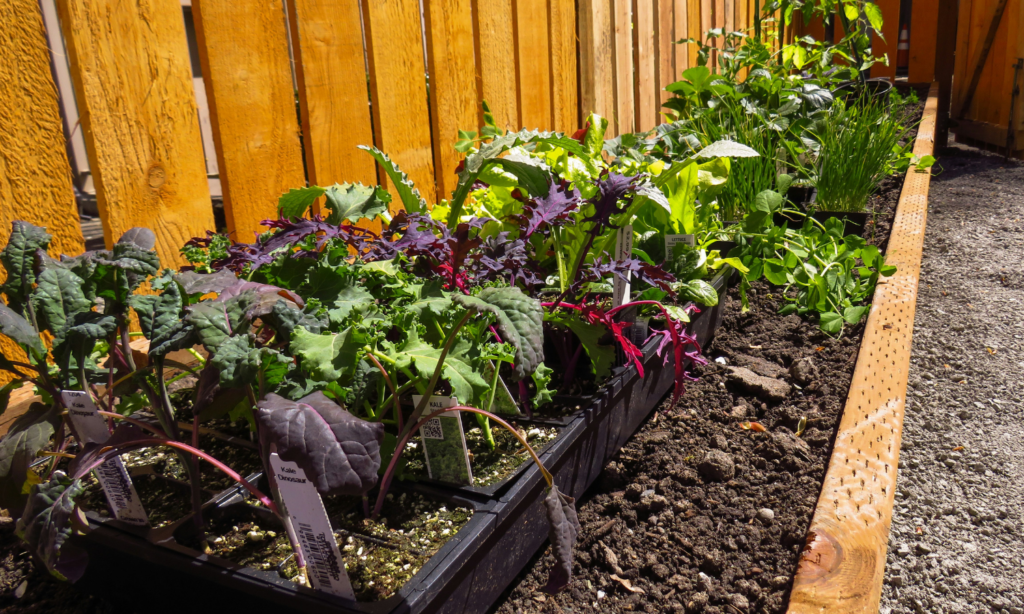 Inside Buffalo Go Green’s Approach to Food, Health, and Care