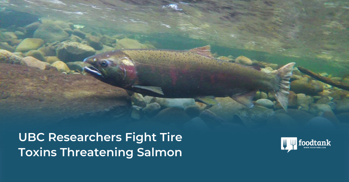 UBC Researchers Fight Tire Toxins Threatening Salmon