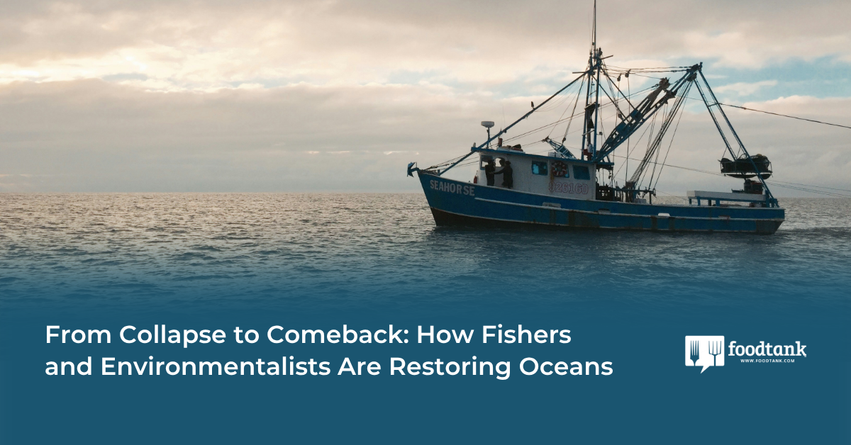 From Collapse to Comeback: How Fishers And Environmentalists Are Restoring Oceans