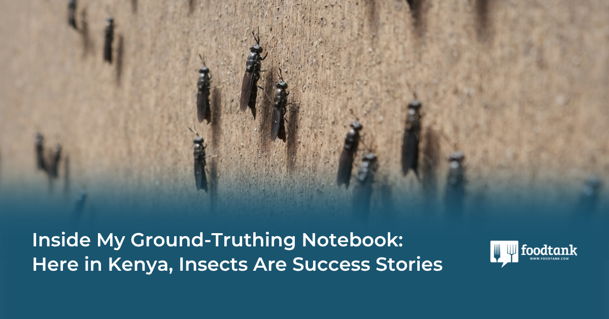Inside My Ground-Truthing Notebook: Here in Kenya, Insects Are Success Stories
