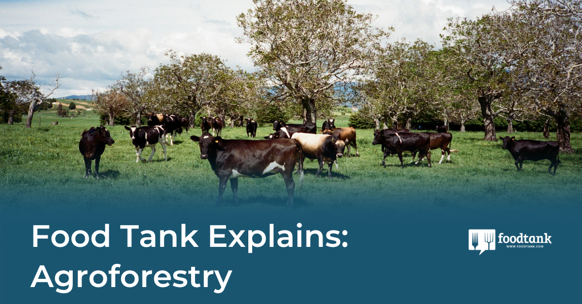 Agroforestry Explained