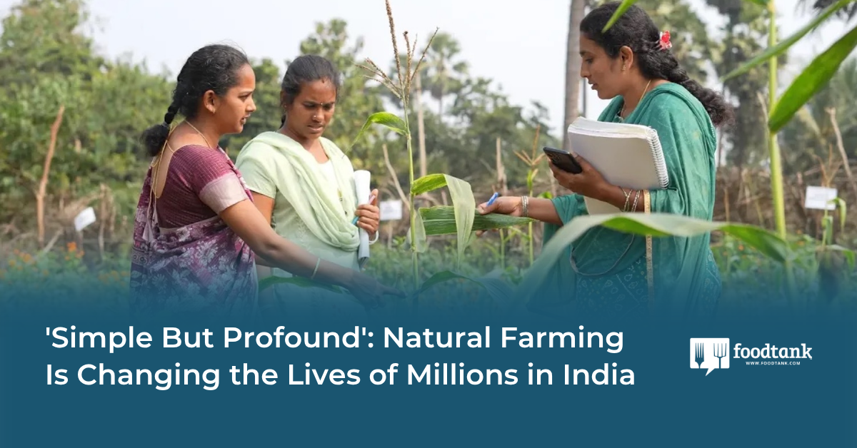 Natural Farming Transforms Millions' Lives in India, Wins Prize