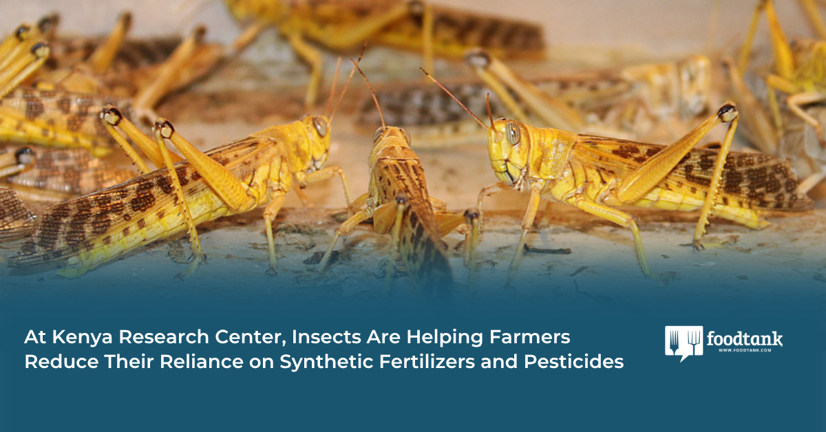 Kenya's icipe Harnesses Insects to Cut Synthetic Farming Inputs