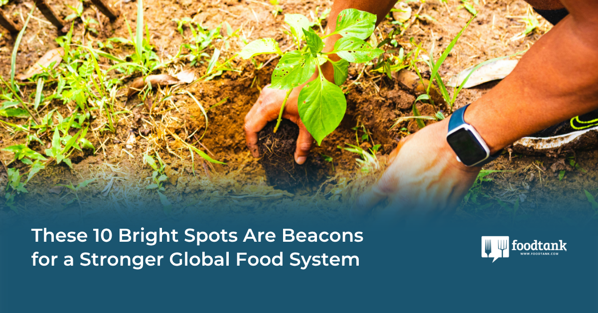 These 10 Bright Spots Are Beacons for a Stronger Global Food System – Food Tank