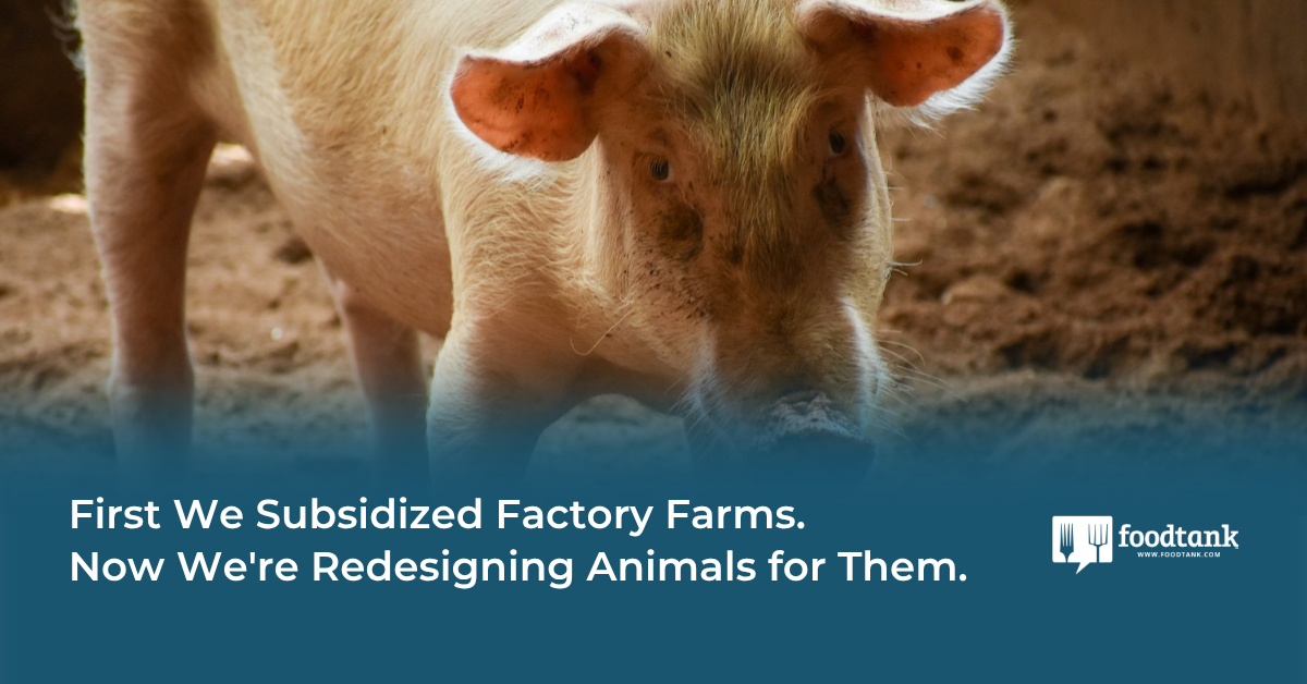 Don't Redesign Animals for Factory Farms. Fix the System.