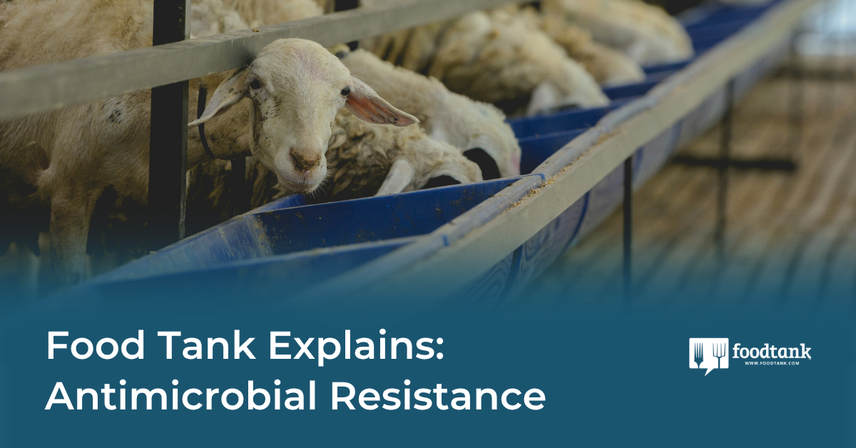 Food Tank Explains: Antimicrobial Resistance